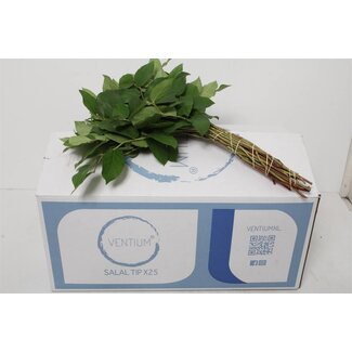 Freshy Salal Gaultheria Schnittgrün “Tips Ventium” | Farbe: Grün | Länge ± 45 centimeter | 25 Zweige pro Bündel | Pro 5 Bündel
