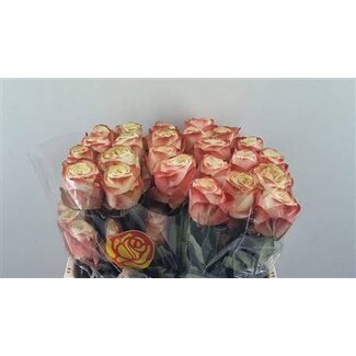Freshy Grootbloemige Roos “Karma” | Kleur: Roze | Lengte ± 40 centimeter | Herkomst Ecuador | Per 25 verse bloemen