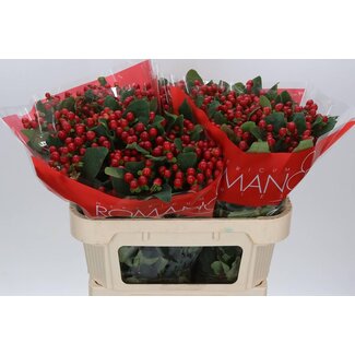 Freshy Hypericum Johanniskraut “True Romance” | Farbe: Rot | Länge ± 70 centimeter | Pro 25 Stiele