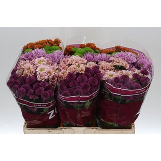 Freshy Chrysanthème Chrysanthème Santini “Happy” Mélangé | Couleur: Couleurs mélangées | Longueur ± 55 centimeter | Par 25 tiges de fleurs fraîches