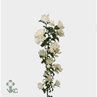 Freshy Philadelphus Faux jasmin | Couleur: Blanc | Longueur ± 70 centimeter | 200 gram par bouquet | Par 5 bouquets