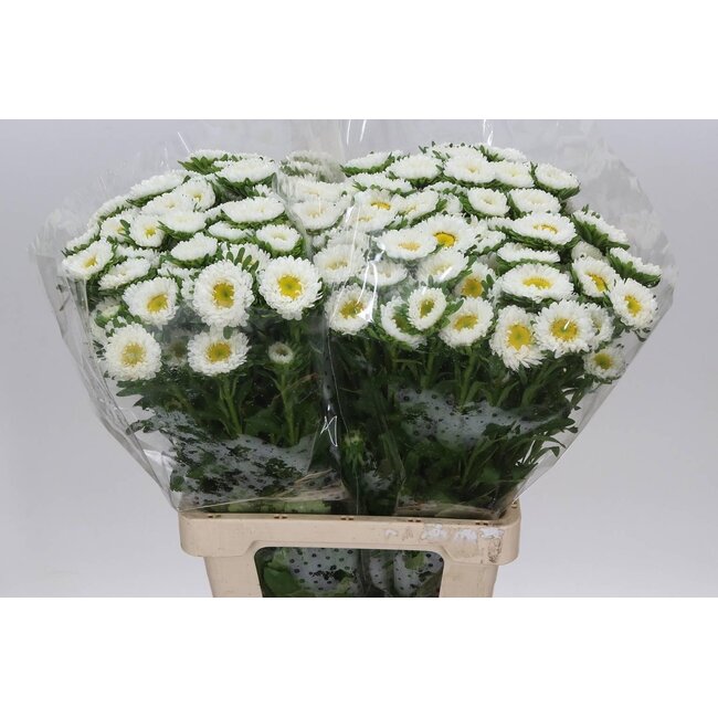 Callistephus Zomeraster “Spray White” | Couleur: Blanc | Longueur ± 70 centimeter | Par 20 fleurs fraîches