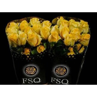 Freshy Großblütige Rose “Tara” | Farbe: Gelb | Länge ± 40 centimeter | Herkunft Ecuador | Pro 20 frische Blumen