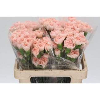 Freshy Œillet court “Novia” | Couleur: Rose | Longueur ± 55 centimeter | Par 20 fleurs fraîches