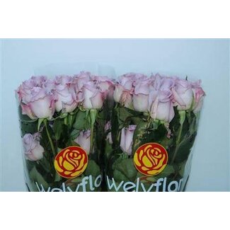 Freshy Großblütige Rose “Ocean Song” | Farbe: Lila | Länge ± 60 Zentimeter | Herkunft Ecuador | Pro 25 frische Blumen