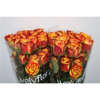 Freshy Großblütige Rose “High & Magic” | Farbe: Gelb Orange | Länge ± 70 centimeter | Herkunft Ecuador | Pro 25 frische Blumen