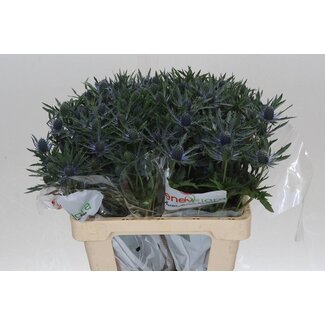 Freshy Eryngium Kreuzdistel “Magical Blue Lagoon” | Farbe: Blau | Länge ± 60 centimeter | Pro 10 Stiele frische Blumen
