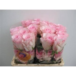 Freshy Großblütige Rose “Christa” | Farbe: Rosa | Länge ± 60 centimeter | Herkunft Ecuador | Pro 25 frische Blumen