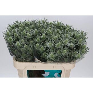 Freshy Eryngium panicaut “Sirius Questar” | Couleur: Gris | Longueur ± 70 centimètre | Par 10 tiges de fleurs fraîches