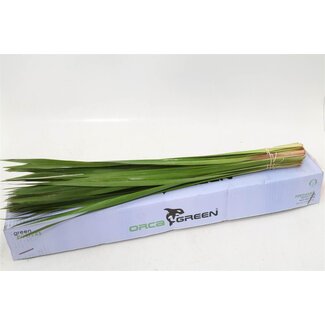 Freshy Typha massette longue | Couleur: Vert | Longueur ± 90 centimeter | Par 5 tiges