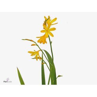 Freshy Crocosmia “George Davids” | Kleur: Geel | Lengte ± 80 centimeter | Per 25 stelen verse bloemen