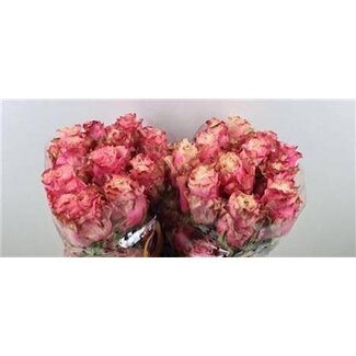 Freshy Rose grandiflore “Wild Esperance” | Kleur: Rose | Lengte ± 50 centimeter | Herkomst Équateur | Per 25 fleurs fraîches