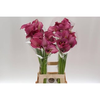 Freshy Zantedeschia Calla “Captain Romance” | Farbe: Rot | Länge ± 80 Zentimeter | Pro 10 frische Blumen