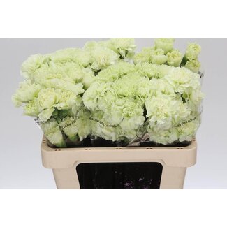 Freshy Œillet court “Prado Mint” | Couleur: Vert | Longueur ± 55 centimeter | Par 20 fleurs fraîches