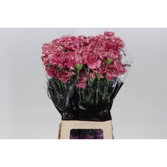 Freshy Oeillet long “Viper Wine” | Couleur: Rose | Longueur ± 70 centimeter | Par 20 fleurs fraîches