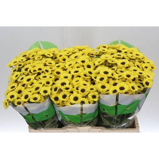 Freshy Chrysanthemum Chrysantheme Santini “Patrese Sunny” | Farbe: Gelb | Länge ± 55 centimeter | Pro 25 Stiele frische Blumen