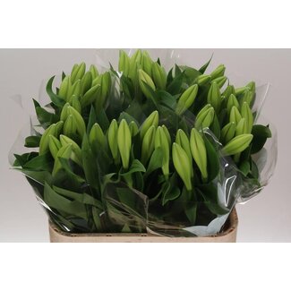 Freshy Lys Longiflorum Aqua “Watch Up” 1 fleur | Couleur: Blanc | Longueur ± 85 centimeter | Par 10 tiges fleurs fraîches