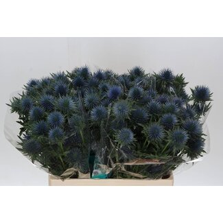 Freshy Eryngium chardon “Magnetar Questar” | Couleur: Bleu | Longueur ± 60 centimeter | Par 10 tiges fleurs fraîches