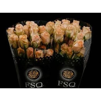 Freshy Großblütige Rose “Tiffany” | Farbe: Rosa | Länge ± 60 centimeter | Herkunft Ecuador | Pro 20 frische Blumen