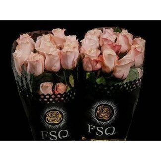 Freshy Großblütige Rose “Pomarosa” | Farbe: Rosa | Länge ± 50 centimeter | Herkunft Ecuador | Pro 20 frische Blumen
