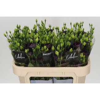 Freshy Eustoma Lisianthus à fleur simple “Bohemian Black Violet” | Couleur: Violet | Longueur ± 70 centimeter | Par 10 tiges de fleurs fraîches