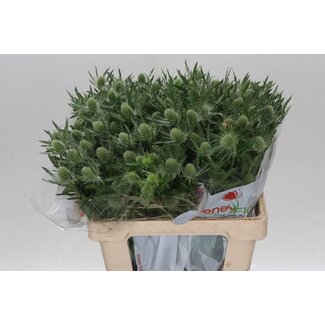 Freshy Eryngium chardon croisé “Magical White Lagoon” | Couleur: Blanc | Longueur ± 60 centimeter | Par 10 tiges de fleurs fraîches