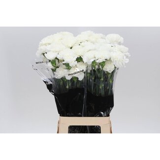 Freshy Lange Nelke “Delphi” | Farbe: Weiß | Länge ± 70 centimeter | Pro 20 frische Blumen