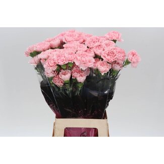 Freshy Lange Nelke “Doncel” | Farbe: Rosa | Länge ± 70 Zentimeter | Pro 20 frische Blumen