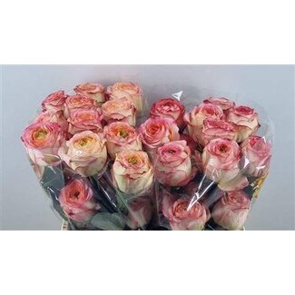 Freshy Rose à grandes fleurs “Houdini Summerhouse” | Couleur: Rose | Longueur ± 40 centimeter | Origine Équateur | Par 25 fleurs fraîches