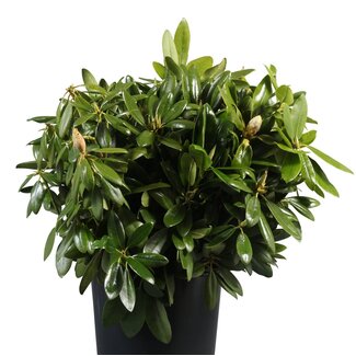 Freshy Rhododendron Snijgroen | Kleur: Groen | Lengte ± 60 centimeter | Per 50 takken