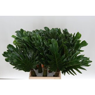 Freshy Philodendron Xanadu | Farbe: Grün | Länge ± 50 centimeter | Pro 20 frische Stiele