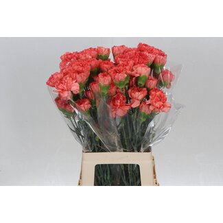 Freshy Oeillet long “Hermes Orange” | Couleur: Orange | Longueur ± 70 centimeter | Par 20 fleurs fraîches