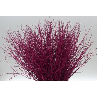 Freshy Birkenzweige “Cerise” | Farbe: Rosa | Länge ± 60 centimeter | Pro 5 Zweige