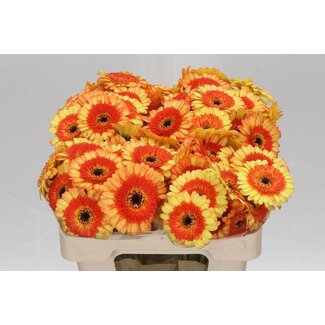 Freshy Germini Aqua “Decora” | Couleur: Orange | Longueur ± 50 centimeter | Par 20 fleurs fraîches