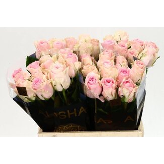 Freshy Rosen “Duchesse” | Farbe: Rosa | Länge ± 40 centimeter | Pro 20 Rosen
