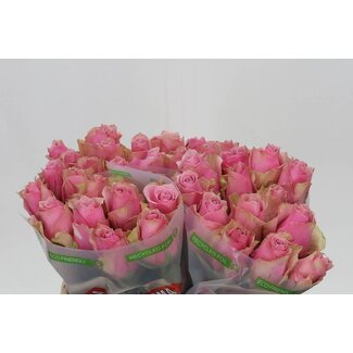 Freshy Roses “Athena Royale” | Couleur: rose | Longueur ± 35 centimètres | Par 20 roses