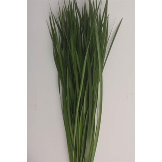 Freshy Typha Lisdodde | Farbe: Grün | Länge ± 70 centimeter | Pro 5 Zweige