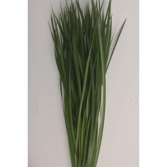 Freshy Typha massette | Couleur: Groen -> wait not allowed. Correction: Need maintain color translation. Let's recompute: Provided message included 'Typha Lisdodde | Kleur: Groen | Lengte ± 70 centimeter | Per 5 takken' The assistant did translate but left 'Groe