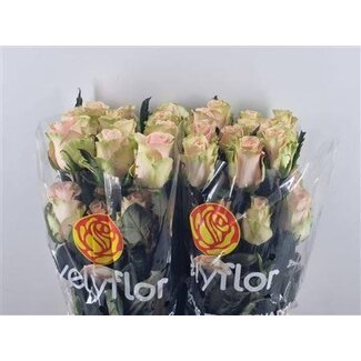 Freshy Roses “Absolute Pink” | Couleur: Rose | Longueur ± 60 centimeter | Par 25 roses