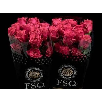Freshy Großblütige Rose “Hot Explorer” | Farbe: Rosa | Länge ± 60 centimeter | Herkunft Ecuador | Pro 20 frische Blumen