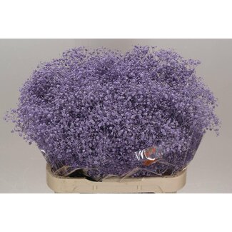 Freshy Gypsophila Paniculata Gypsophile “Xlence” Coloré | Couleur: Violet laiteux | Longueur ± 80 centimètres | Par 25 tiges de fleurs fraîches