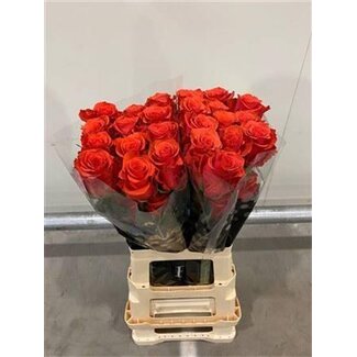 Freshy Large-flowered Rose “Orange Crown” | Colour: Orange | Length ± 60 centimeter | Origin Ecuador | Per 20 fresh flowers