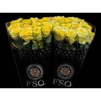Freshy Großblütige Rose “Starwalker” | Farbe: Gelb | Länge ± 60 centimeter | Herkunft Ecuador | Pro 20 frische Blumen