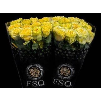 Freshy Rose à grandes fleurs “Starwalker” | Couleur: Jaune | Longueur ± 60 centimeter | Origine Ecuador | Par 20 fleurs fraîches