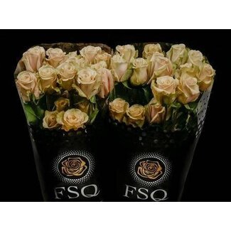 Freshy Rose à grandes fleurs “Sahara” | Couleur: Jaune | Longueur ± 50 centimeter | Origine Équateur | Par 20 fleurs fraîches