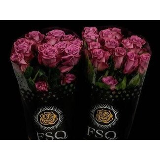 Freshy Large-flowered Rose “Piacere” | Colour: Purple | Length ± 60 centimeter | Origin Ecuador | Per 20 fresh flowers