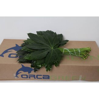 Freshy Aralia Blatt | Farbe: Grün | Lengte ± 60 centimeter | Pro 5 bossen