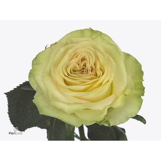 Freshy Rosen “Dinamic” | Farbe: Weiß | Länge ± 50 centimeter | Pro 25 Rosen