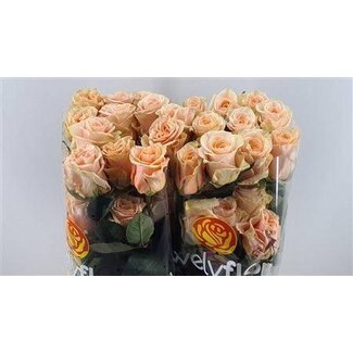 Freshy Rosen “Phoenix” | Farbe: Pfirsich | Länge ± 60 centimeter | Pro 25 Rosen