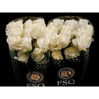 Freshy Großblütige Rose “Tibet” | Farbe: Weiß | Länge ± 50 centimeter | Herkunft Ecuador | Pro 20 frische Blumen